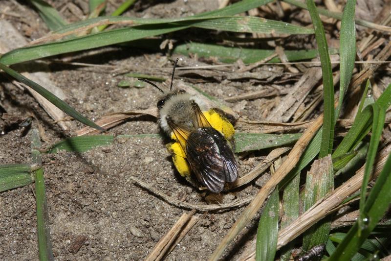 Andrena sp., femmina (Apidae Andreninae)